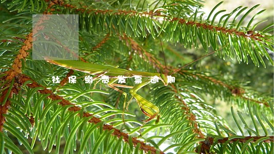 社保缴费发票逾期 社保缴费发票逾期