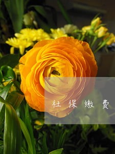 社保缴费日逾期怎么办 社保缴费日逾期怎么办
