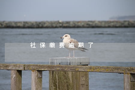 社保缴费逾期了 社保缴费逾期了