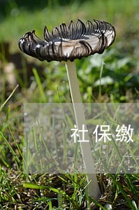 社保缴费逾期多少天为断缴 社保缴费逾期多少天为断缴