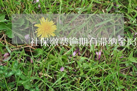 社保缴费逾期有滞纳金吗 社保缴费逾期有滞纳金吗
