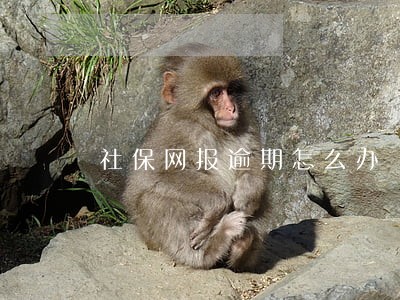 社保网报逾期怎么办 社保网报逾期怎么办