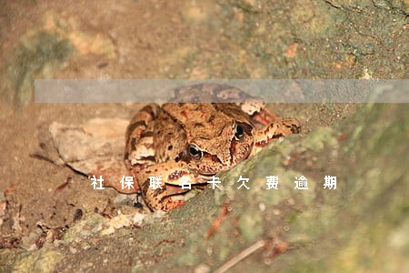 社保联名卡欠费逾期 社保联名卡欠费逾期