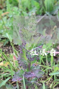 社保自动缴费多久算是逾期 社保自动缴费多久算是逾期
