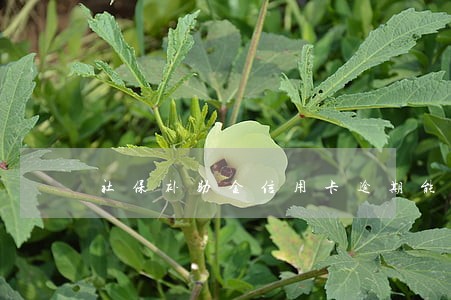 社保补助金信用卡逾期能扣吗 社保补助金信用卡逾期能扣吗