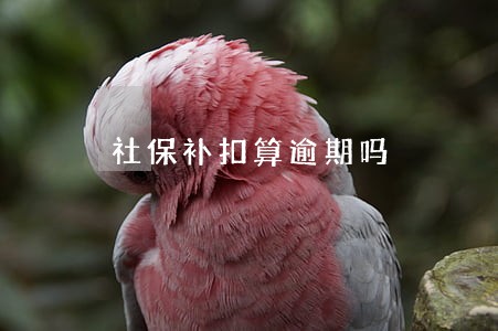 社保补扣算逾期吗 社保补扣算逾期吗