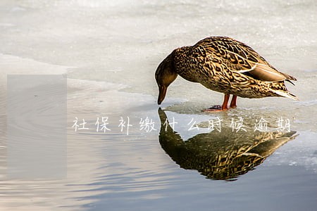 社保补缴什么时候逾期 社保补缴什么时候逾期