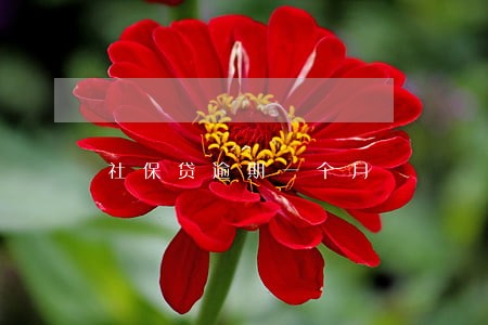 社保贷逾期一个月 社保贷逾期一个月