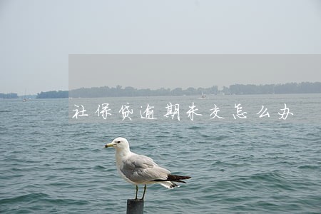 社保贷逾期未交怎么办 社保贷逾期未交怎么办