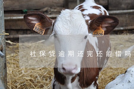 社保贷逾期还完还能借吗 社保贷逾期还完还能借吗