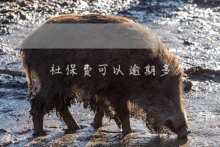 社保费可以逾期多久 社保费可以逾期多久