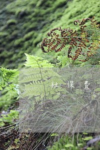 社保费已申报但逾期缴纳 社保费已申报但逾期缴纳