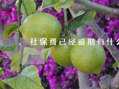 社保费已经逾期有什么影响 社保费已经逾期有什么影响