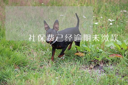 社保费已经逾期未缴款 社保费已经逾期未缴款