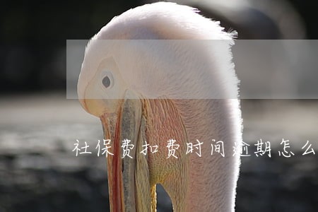 社保费扣费时间逾期怎么办 社保费扣费时间逾期怎么办