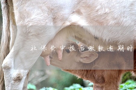 社保费申报后缴款逾期时 社保费申报后缴款逾期时