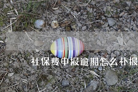 社保费申报逾期怎么补报 社保费申报逾期怎么补报