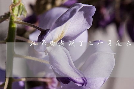 社保费逾期了二个月怎么处理 社保费逾期了二个月怎么处理