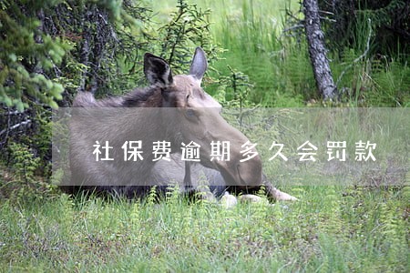 社保费逾期多久会罚款 社保费逾期多久会罚款
