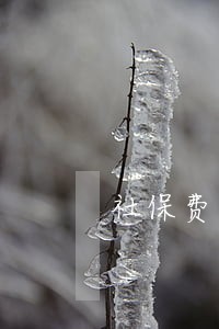 社保费逾期怎么交回之前的费用 社保费逾期怎么交回之前的费用