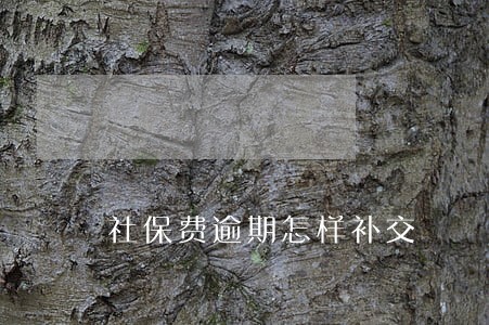 社保费逾期怎样补交 社保费逾期怎样补交