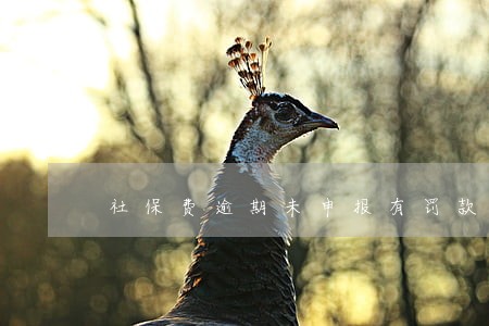 社保费逾期未申报有罚款吗 社保费逾期未申报有罚款吗