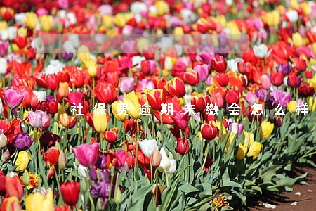 社保费逾期未缴会怎么样