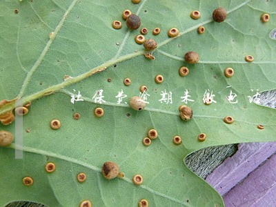 社保费逾期未缴电话 社保费逾期未缴电话