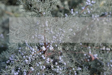 社保费逾期没交 社保费逾期没交