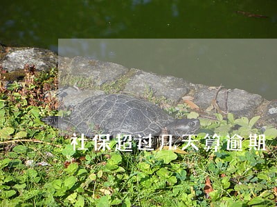 社保超过几天算逾期 社保超过几天算逾期