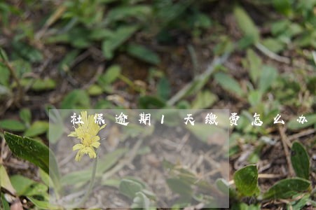 社保逾期1天缴费怎么办