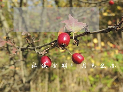 社保逾期4月怎么办 社保逾期4月怎么办