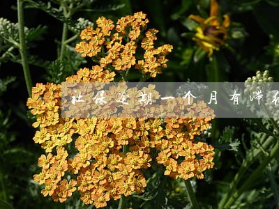 社保逾期一个月有滞纳金吗 社保逾期一个月有滞纳金吗