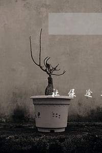 社保逾期一个未交 社保逾期一个未交