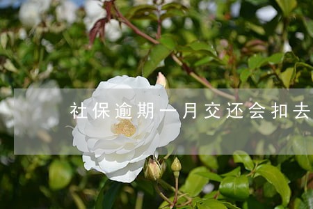 社保逾期一月交还会扣去吗 社保逾期一月交还会扣去吗