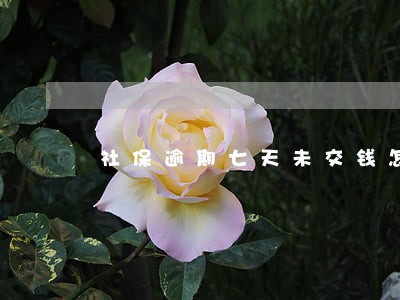 社保逾期七天未交钱怎么办 社保逾期七天未交钱怎么办