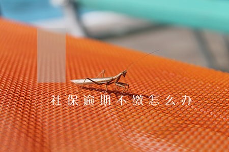 社保逾期不缴怎么办 社保逾期不缴怎么办