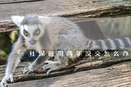 社保逾期两年没交怎么办 社保逾期两年没交怎么办