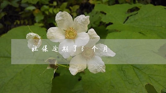 社保逾期了5个月 社保逾期了5个月