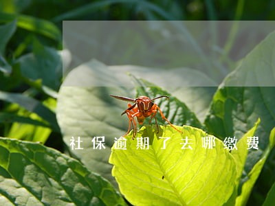 社保逾期了去哪缴费 社保逾期了去哪缴费