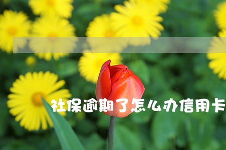 社保逾期了怎么办信用卡 社保逾期了怎么办信用卡