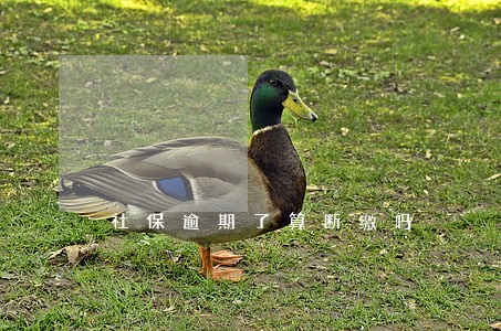 社保逾期了算断缴吗 社保逾期了算断缴吗