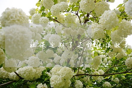 社保逾期了还能继续缴费吗