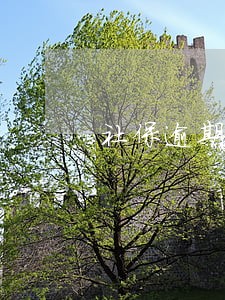 社保逾期交有利息吗 社保逾期交有利息吗