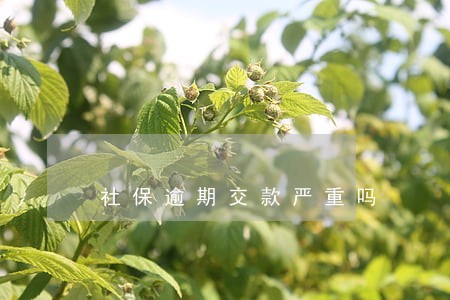 社保逾期交款严重吗 社保逾期交款严重吗