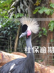 社保逾期会发短信吗 社保逾期会发短信吗