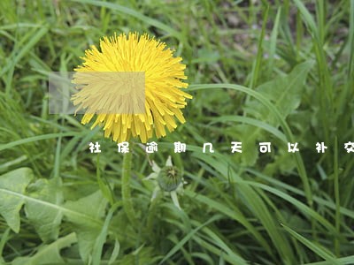 社保逾期几天可以补交