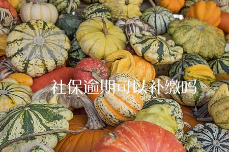 社保逾期可以补缴吗