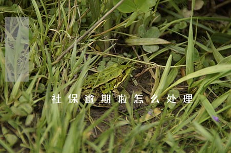 社保逾期啦怎么处理 社保逾期啦怎么处理
