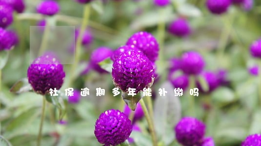 社保逾期多年能补缴吗 社保逾期多年能补缴吗